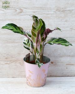 Calathea Fusion White im Topf