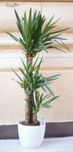 3 Stiel Yucca im Topf 140cm