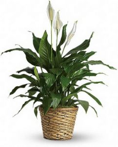 Spathiphyllum in pot (Peace lily)<br>(40cm) - indoor plant
