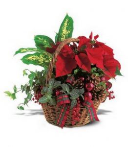 chirstmas basket of potflowers (35cm) - indoor plants