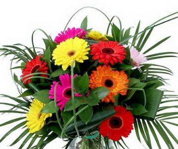 10 gerbera daisies 