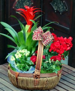 red basket of blooming potplants - indoor and outdoor plants mixed