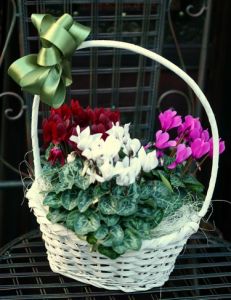 basket of cyclamens - indoor plants