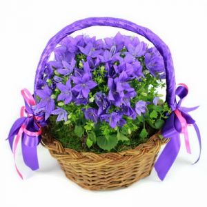 small campanula basket - balcony plant