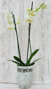 grüne-gelbe Phalaenopsis Orchidee in einem schöhnen Topf - Zimmerpflanze