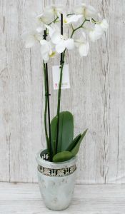 white Phalaenopsis orchid in pot - indoor plant