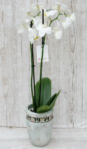 weisse Blühende Phalaenopsis Orchidee in einem schöhnen Topf - Zimmerpflanze