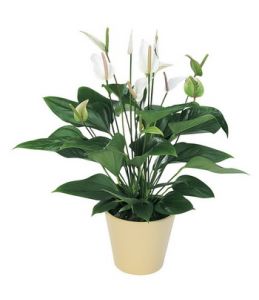 fehér anthurium kaspóval - beltéri növény