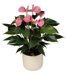 Anthurium im Topf - Zimmerpflanze