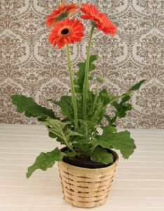 gerbera in a pot - indoor plant