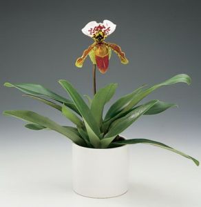 Paphiopedilum im Keramiktopf - Zimmerpflanze