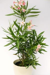 Oleander in pot in various colors - balcony plant