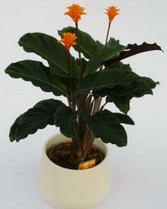 Calathea crocoata - Zimmerpflanze