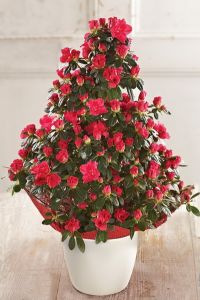 Azalea im Keramiktopf - kann drinnen oder draußen gehalten werden