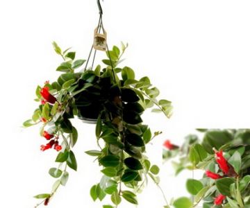 Aeschinanthus in hanging basket - indoor plant