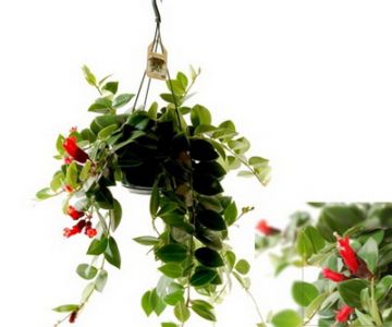 Aeschinanthus Pflanze in hängendem Topf - Zimmerpflanze