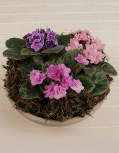 3 mini african violets in pot - indoor plant