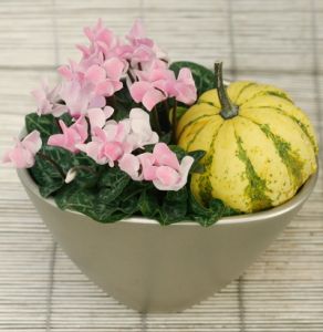 Ciklámen kaspóban dísztökkel (23cm) - beltéri növény