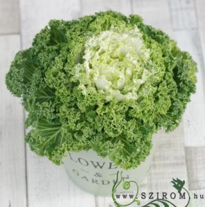 Green cabbage in pot (20cm) - outdoor plant