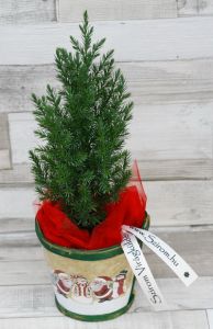 Kiefer mit topf (30cm) - Außenpflanze
