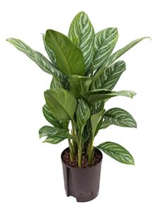 Aglaonema Stripes im Topf (t: 24cm, h: 80cm) - Zimmerpflanze