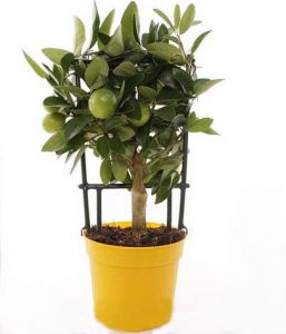 Citrofortunella Eustis with pot (p:12cm, h: 35cm) - indoor plant