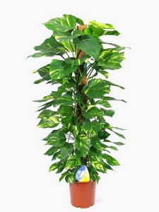 Epipremnum mohakaróra futtatva<br>kaspóval (cs:27, m:150cm)  - szobanövény