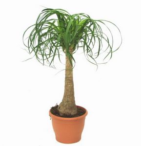 Nolina with pot (p:27cm, h:120cm) - indoor plant