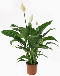 Spathiphillum mit topf (t:21cm, h:90cm) - Zimmerpflanze