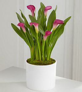 calla in ceramic pot (in changing colors) - indoor plant