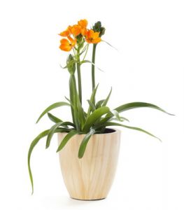 Ornithogalum dubium kaspóban<br>narancssárga<br>20-25cm - szobában vagy balkonon tartható