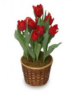 Hagymás tulipánok kosárban - balkon növény
