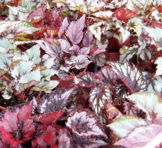 királybegónia (Begonia Rex hibrid) kaspóval - 2db<break>13cm, szobanövény
