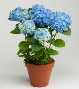 blue hydrangea in ceramic pot - balcony plant