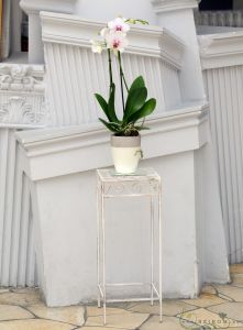 Orchid on stand, Pázmány Péter university, wedding