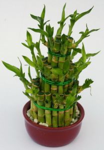 Bamboo<br>(20cm) - indoor plant
