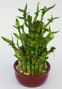 bambusz<br>(20cm) - szobanövény