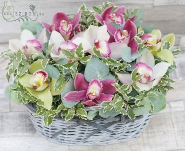 Colorful orchid basket (10 blossoms)