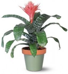 Aechmea fasciata im Keramikltopf - Zimmerpflanze