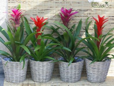 Bromeliad set with pot on office/flat (4pc)
