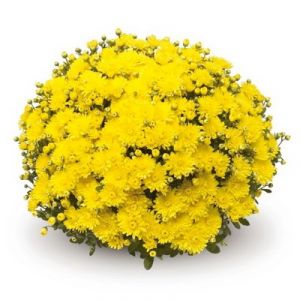 garden mums in pot, yellow