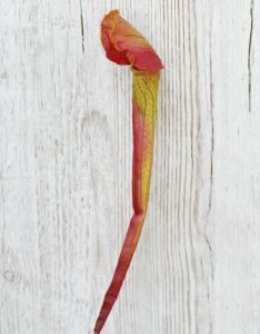 Mű kürtvirág/sarracenia (47cm)