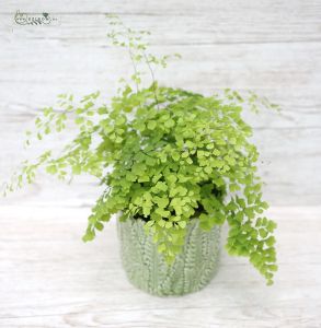 Adiantum Fragrans im Topf