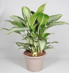 Aglaonema Cleopatra kaspóval (cs:24cm, m:80cm) - szobanövény