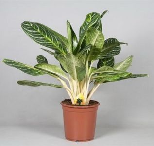 Aglaonema Keylime kaspóval (cs:24cm, m:80cm) - szobanövény