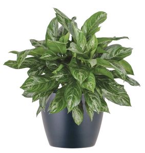 Aglaonema (p:27cm, h:75cm)