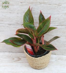 Aglaonema (rákvirág) kaspóban  (18cm)