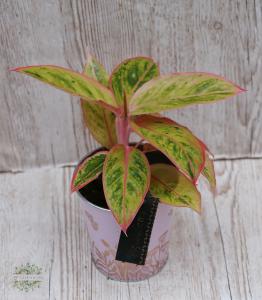 Aglaonema in a pot