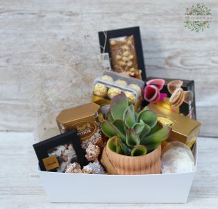 gift basket with succulents and lots of chocolates