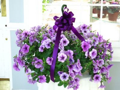 Hanging petunia (outdoor balcony plant)